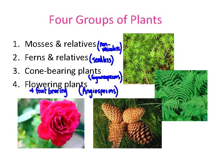 Four Groups of Plants 1. 2. 3. 4. Mosses & relatives Ferns & relatives Four Groups of Plants 1. 2. 3. 4. Mosses & relatives Ferns & relatives