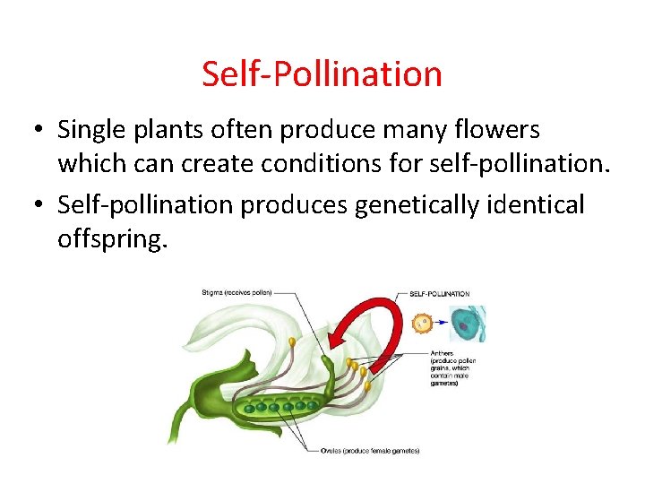Self-Pollination • Single plants often produce many flowers which can create conditions for self-pollination. Self-Pollination • Single plants often produce many flowers which can create conditions for self-pollination.