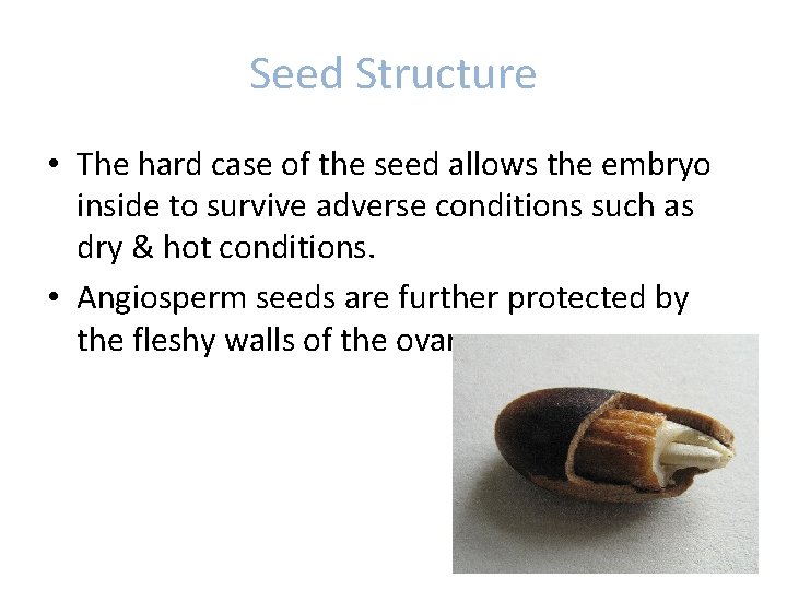 Seed Structure • The hard case of the seed allows the embryo inside to Seed Structure • The hard case of the seed allows the embryo inside to