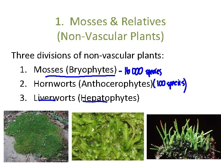 1. Mosses & Relatives (Non-Vascular Plants) Three divisions of non-vascular plants: 1. Mosses (Bryophytes) 1. Mosses & Relatives (Non-Vascular Plants) Three divisions of non-vascular plants: 1. Mosses (Bryophytes)