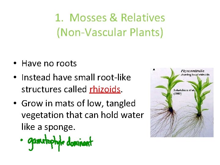1. Mosses & Relatives (Non-Vascular Plants) • Have no roots • Instead have small 1. Mosses & Relatives (Non-Vascular Plants) • Have no roots • Instead have small