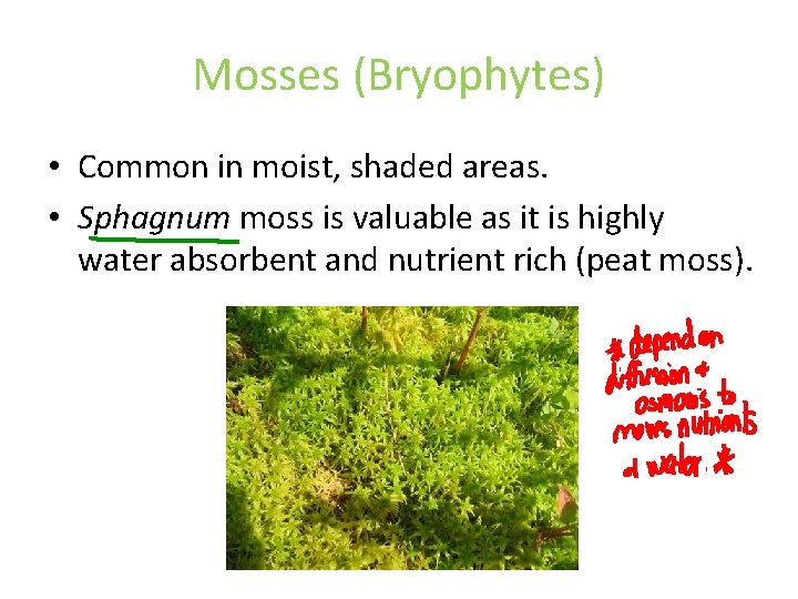 Mosses (Bryophytes) • Common in moist, shaded areas. • Sphagnum moss is valuable as Mosses (Bryophytes) • Common in moist, shaded areas. • Sphagnum moss is valuable as
