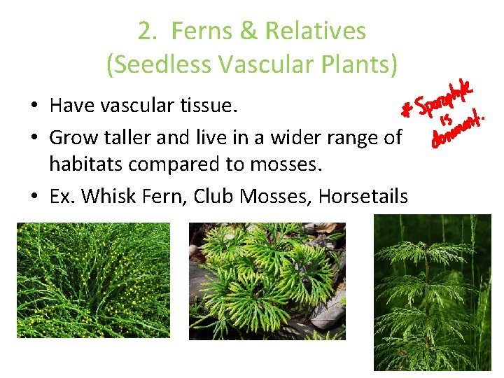 2. Ferns & Relatives (Seedless Vascular Plants) • Have vascular tissue. • Grow taller 2. Ferns & Relatives (Seedless Vascular Plants) • Have vascular tissue. • Grow taller