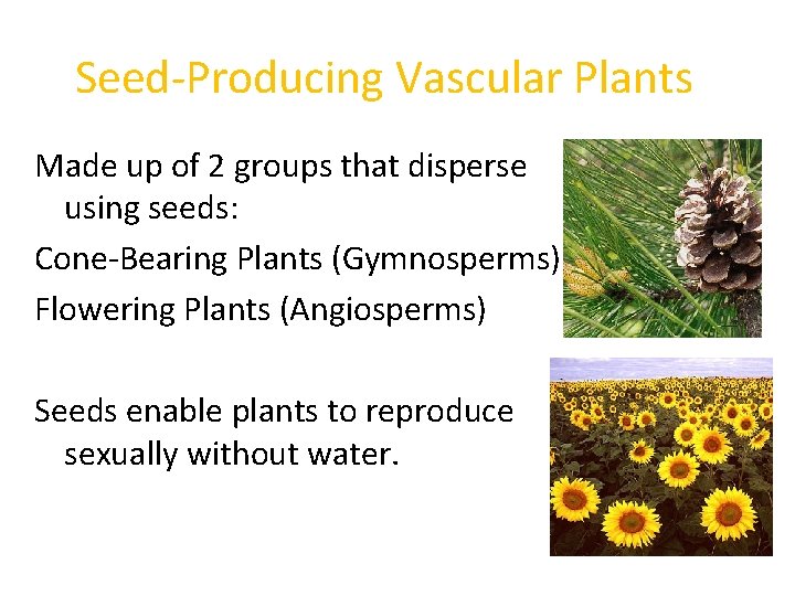 Seed-Producing Vascular Plants Made up of 2 groups that disperse using seeds: Cone-Bearing Plants Seed-Producing Vascular Plants Made up of 2 groups that disperse using seeds: Cone-Bearing Plants