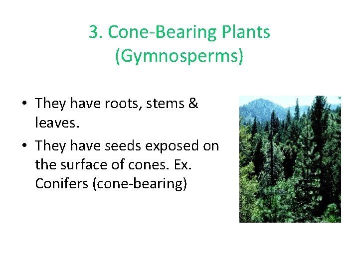 3. Cone-Bearing Plants (Gymnosperms) • They have roots, stems & leaves. • They have 3. Cone-Bearing Plants (Gymnosperms) • They have roots, stems & leaves. • They have