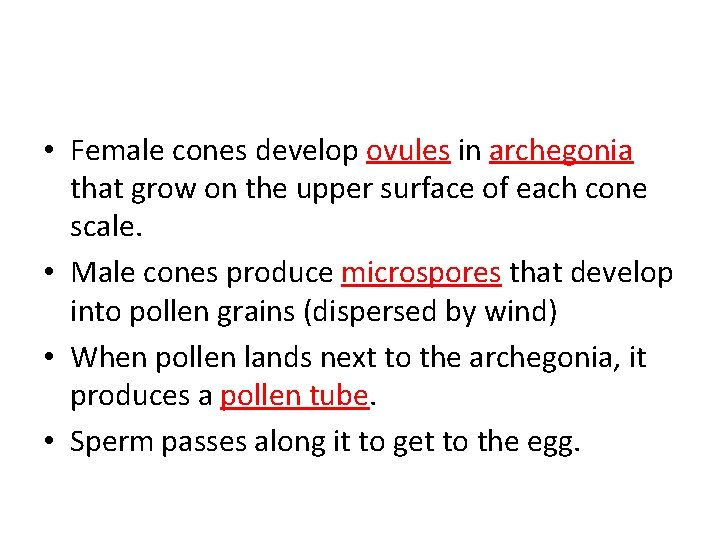 • Female cones develop ovules in archegonia that grow on the upper surface • Female cones develop ovules in archegonia that grow on the upper surface