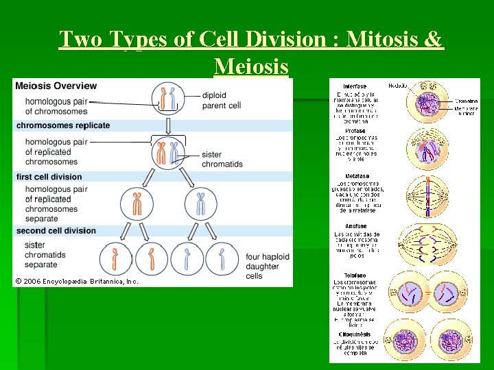 Two Types of Cell Division : Mitosis & Meiosis 