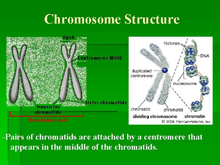 Chromosome Structure -Pairs of chromatids are attached by a centromere that appears in the