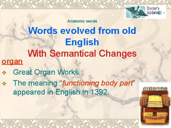 Anatomic words Words evolved from old English With Semantical Changes organ v Great Organ