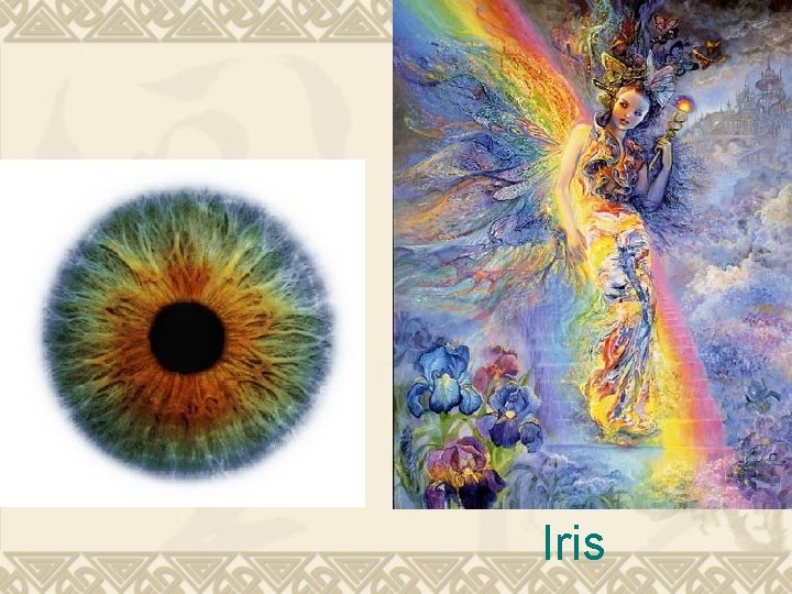 Iris 