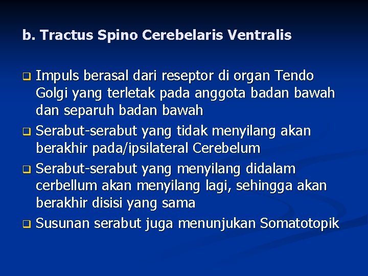 b. Tractus Spino Cerebelaris Ventralis Impuls berasal dari reseptor di organ Tendo Golgi yang