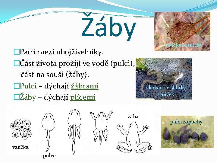 Žáby �Patří mezi obojživelníky. �Část života prožijí ve vodě (pulci), část na souši (žáby).