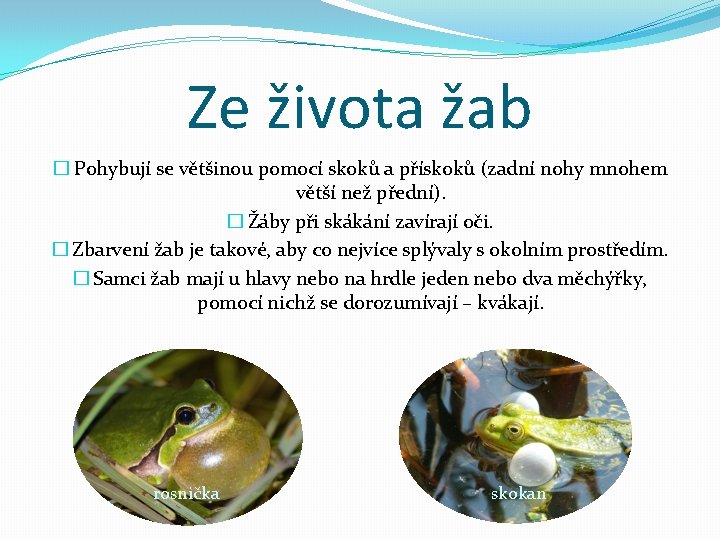 Ze života žab � Pohybují se většinou pomocí skoků a přískoků (zadní nohy mnohem