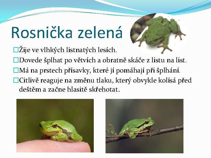 Rosnička zelená �Žije ve vlhkých listnatých lesích. �Dovede šplhat po větvích a obratně skáče