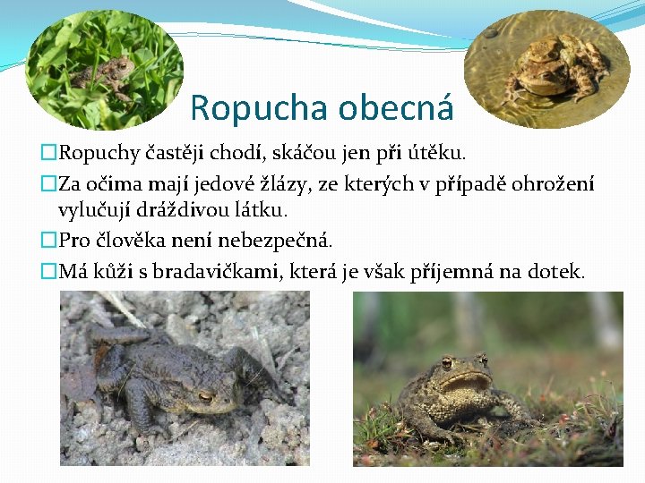 Ropucha obecná �Ropuchy častěji chodí, skáčou jen při útěku. �Za očima mají jedové žlázy,