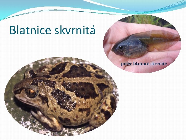 Blatnice skvrnitá pulec blatnice skvrnité 