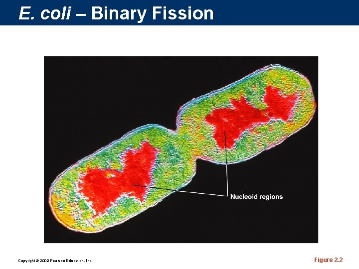 E. coli – Binary Fission Copyright © 2009 Pearson Education, Inc. Figure 2. 2
