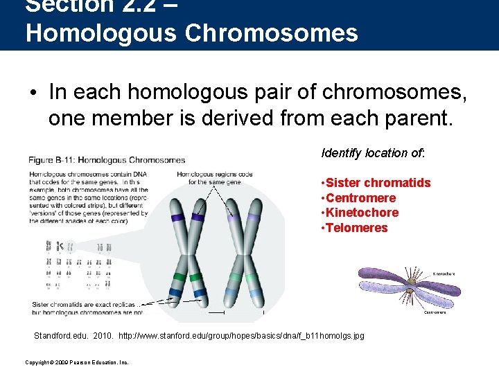 Section 2. 2 – Homologous Chromosomes • In each homologous pair of chromosomes, one