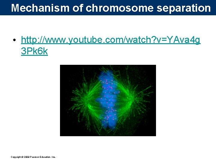 Mechanism of chromosome separation • http: //www. youtube. com/watch? v=YAva 4 g 3 Pk
