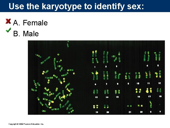 Use the karyotype to identify sex: A. Female B. Male Copyright © 2009 Pearson