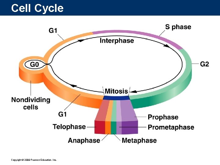 Cell Cycle Copyright © 2009 Pearson Education, Inc. 