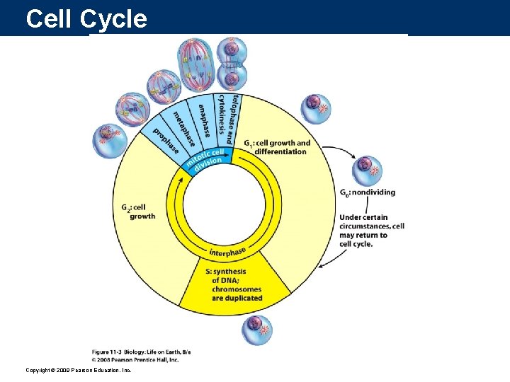 Cell Cycle Copyright © 2009 Pearson Education, Inc. 