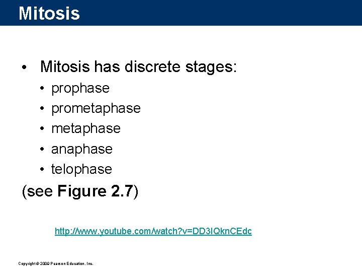 Mitosis • Mitosis has discrete stages: • • • prophase prometaphase anaphase telophase (see