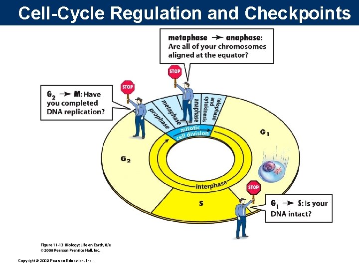 Cell-Cycle Regulation and Checkpoints Copyright © 2009 Pearson Education, Inc. 