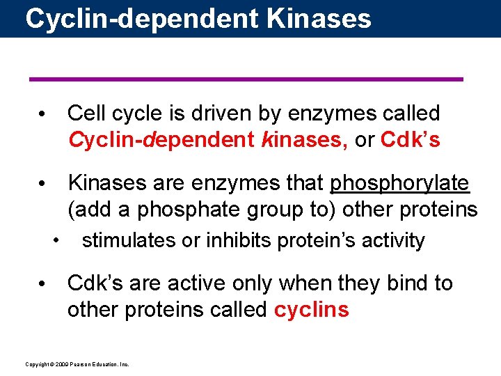 Cyclin-dependent Kinases • Cell cycle is driven by enzymes called Cyclin-dependent kinases, or Cdk’s