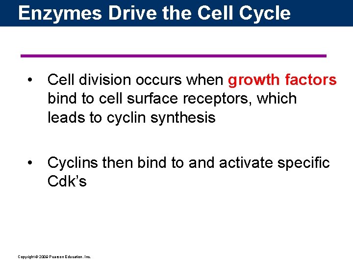 Enzymes Drive the Cell Cycle • Cell division occurs when growth factors bind to