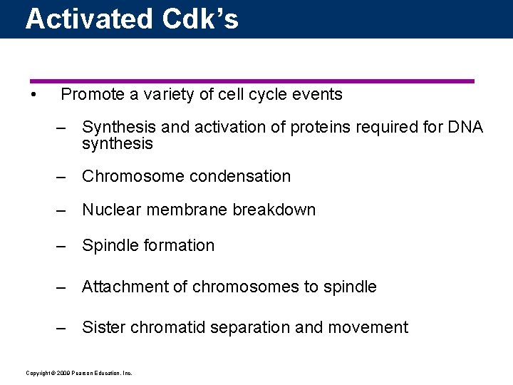 Activated Cdk’s • Promote a variety of cell cycle events – Synthesis and activation