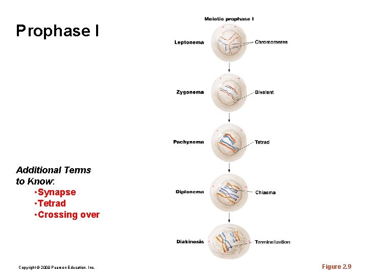 Prophase I Additional Terms to Know: • Synapse • Tetrad • Crossing over Copyright