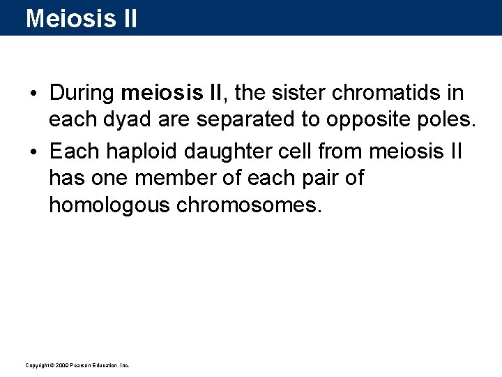 Meiosis II • During meiosis II, the sister chromatids in each dyad are separated