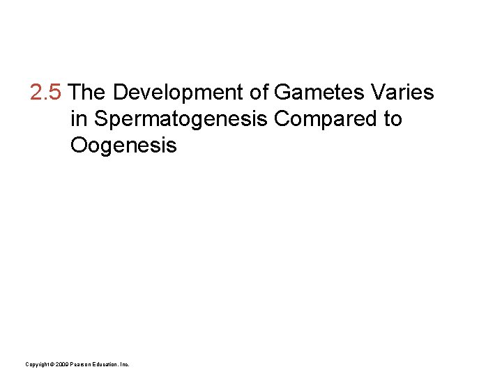 2. 5 The Development of Gametes Varies in Spermatogenesis Compared to Oogenesis Copyright ©
