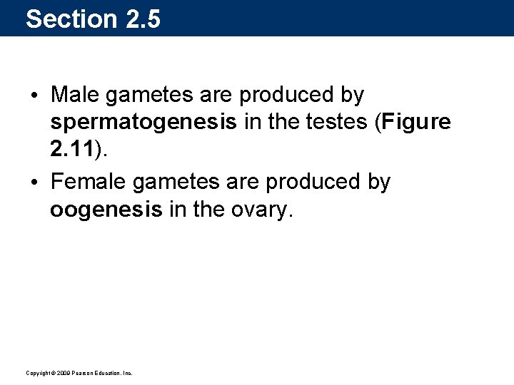 Section 2. 5 • Male gametes are produced by spermatogenesis in the testes (Figure