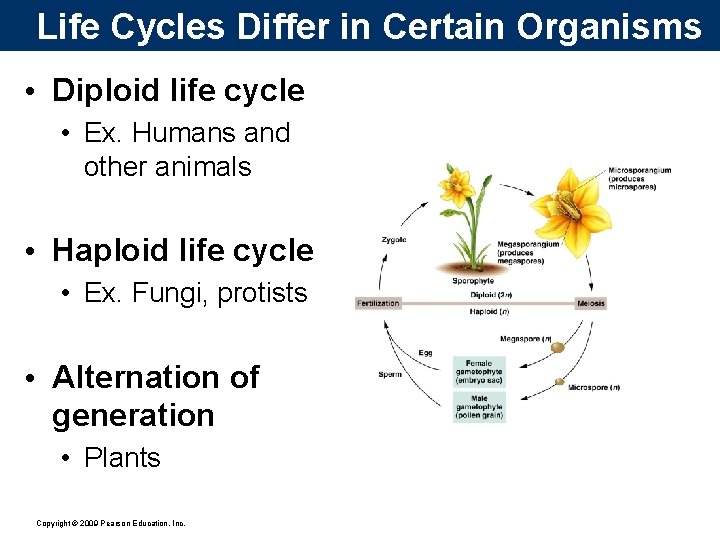 Life Cycles Differ in Certain Organisms • Diploid life cycle • Ex. Humans and
