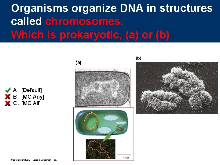 Organisms organize DNA in structures called chromosomes. Which is prokaryotic, (a) or (b) (a)