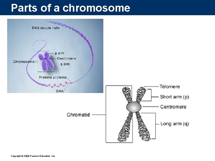 Parts of a chromosome Copyright © 2009 Pearson Education, Inc. 