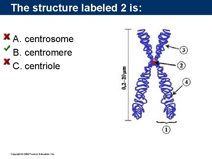 The structure labeled 2 is: A. centrosome B. centromere C. centriole Copyright © 2009