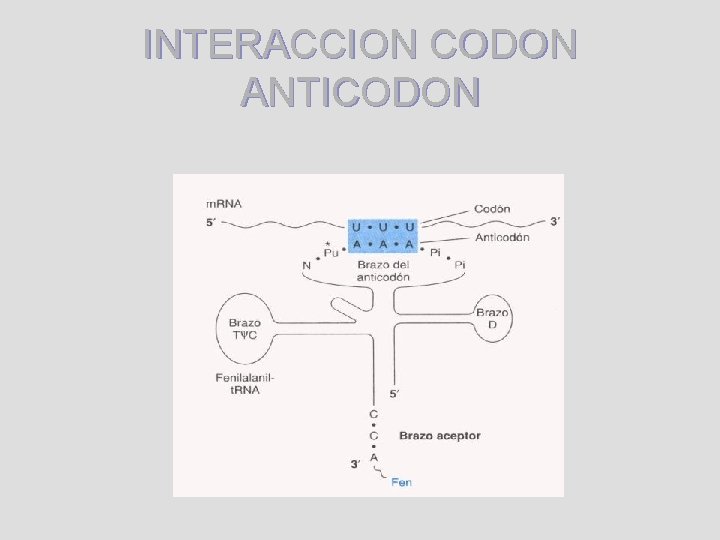 INTERACCION CODON ANTICODON 