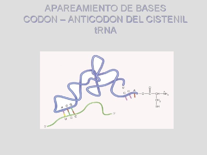APAREAMIENTO DE BASES CODON – ANTICODON DEL CISTENIL t. RNA 