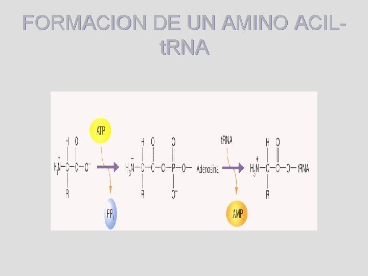 FORMACION DE UN AMINO ACILt. RNA 