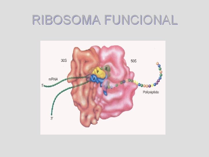 RIBOSOMA FUNCIONAL 