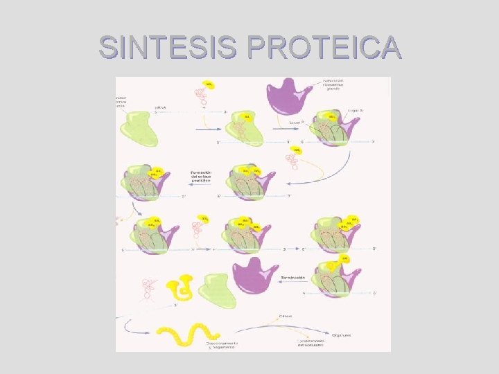 SINTESIS PROTEICA 