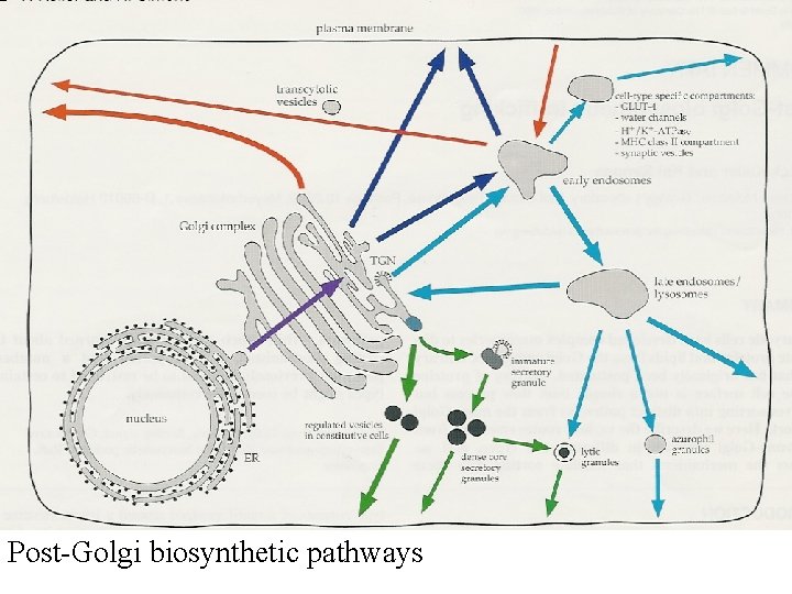 Post-Golgi biosynthetic pathways 