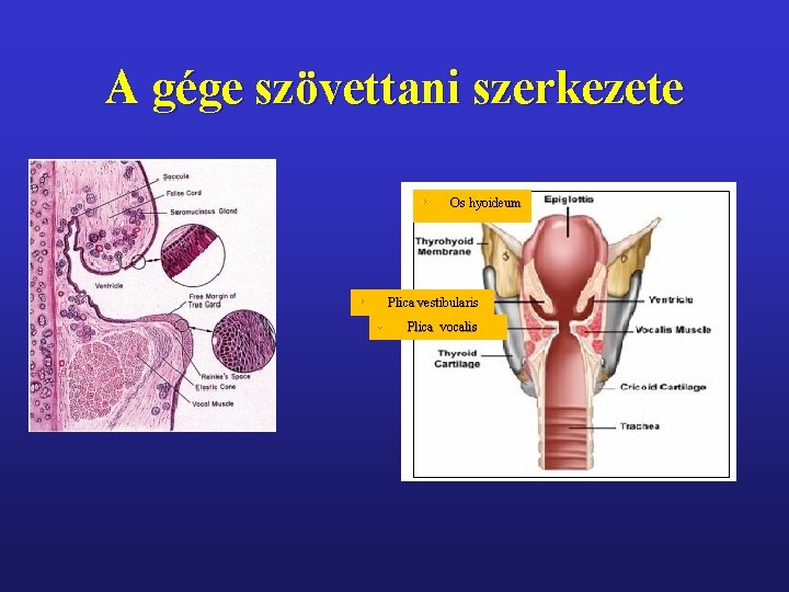 A gége szövettani szerkezete • • Os hyoideum Plica vestibularis • Plica vocalis 