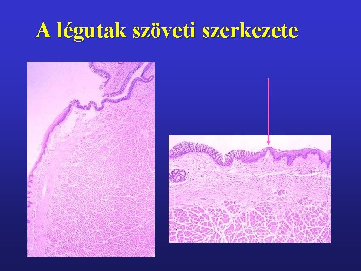 A légutak szöveti szerkezete 