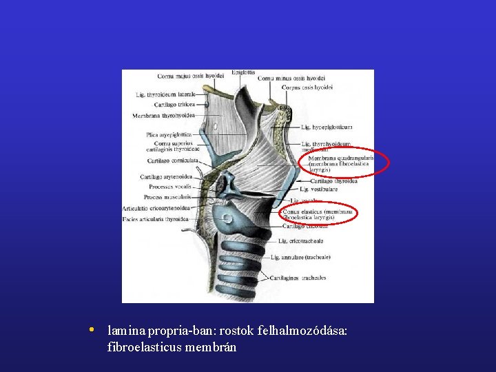  • lamina propria-ban: rostok felhalmozódása: fibroelasticus membrán 