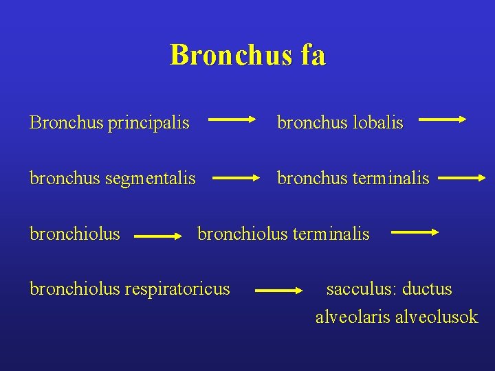 Bronchus fa Bronchus principalis bronchus lobalis bronchus segmentalis bronchus terminalis bronchiolus respiratoricus sacculus: ductus