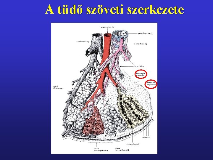 A tüdő szöveti szerkezete 